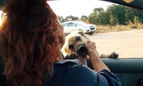 Dilek öğretmen terk edilmiş hayvanları besliyor