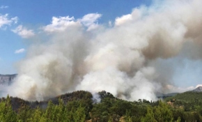 Muğla'da orman yangını