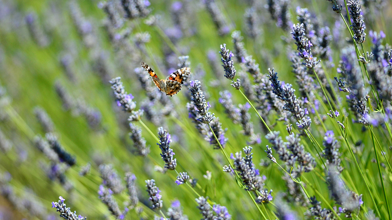Gökçeada Devlet Hastanesinde 15 yıldır görev yapan Uzman Dr. Hakan Eyi, birkaç sene önce lavanta konusunda araştırma yapmaya başladı.