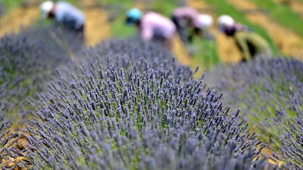 Adanın özgün koşullarına uygun tarım arayışındayken, lavanta tarımının daha uygun olduğunu belirleyen Eyi, Şirinköy`deki 20 dekarlık arazide üretime geçti.