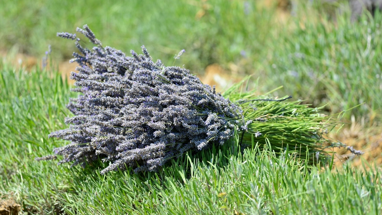 Lavantaları çiçeklenip işlenmeye hazır hale geldikten sonra ilk hasadını bu yıl yapan Eyi, 100 kilogram İngiliz türü lavantadan 1 litre yağ çıkardı. Eyi`nin ardından adada arazilerini tesis eden iki girişimci daha lavanta üretiyor.