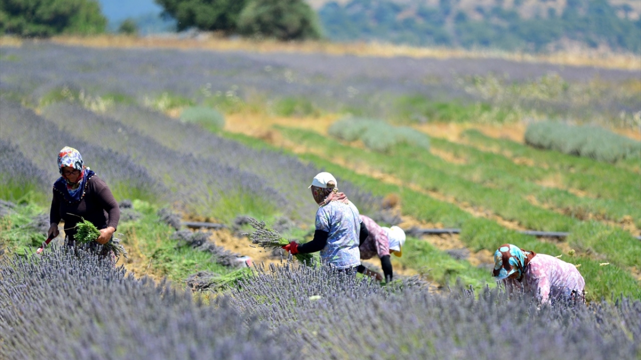 Hakan Eyi, bu sene itibarıyla verim almaya başladıkları lavantaların hasadını yaptıklarını söyledi.