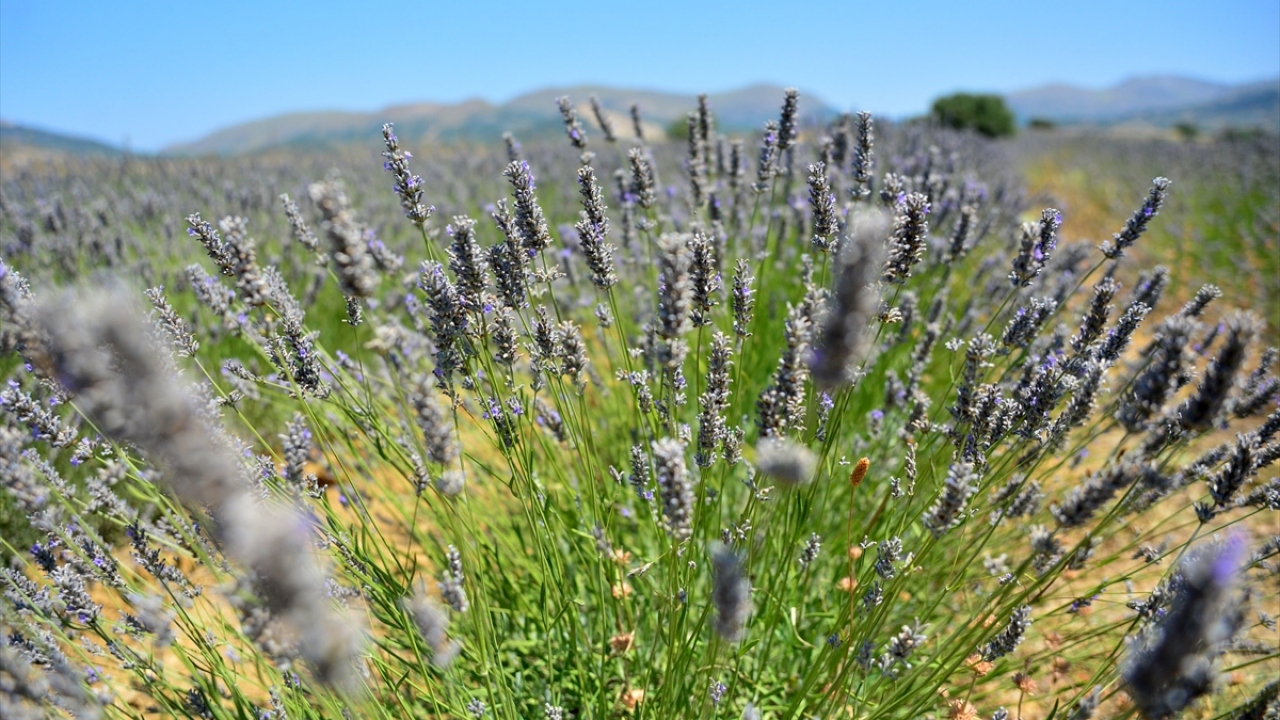 "30 dekar lavantamız var."