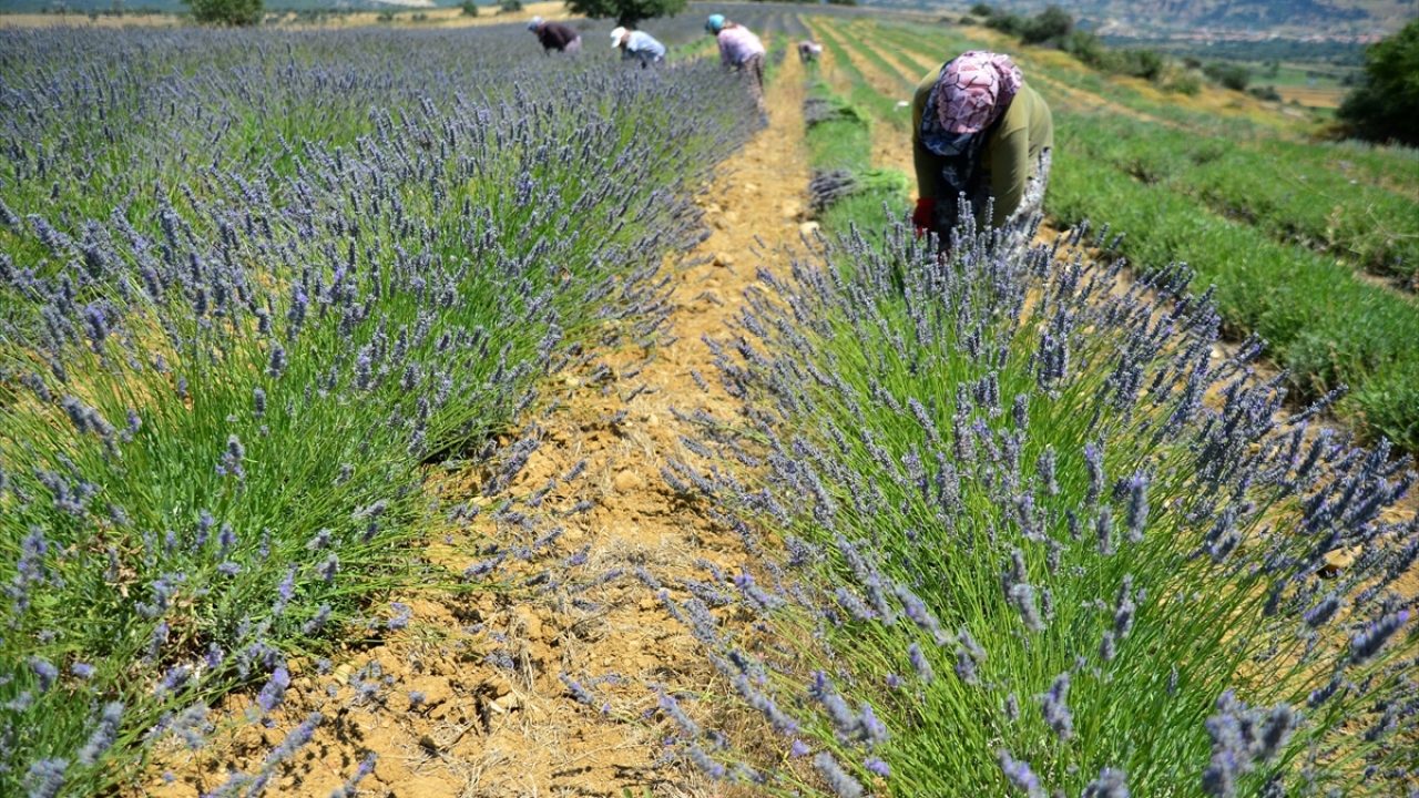 Adanın geçim kaynaklarının turizm ve tarım olduğunu anımsatan Çetin, tarım konusunda önemli bir adım attıklarını, üretimin sonunda hasadına şahit oldukları lavanta ile Gökçeada`nın yine bir ivme kazandığını bildirdi. 
