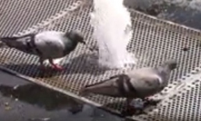 Parktaki fıskiyerlerde serinleyen kuşlar ilgi odağı oldu