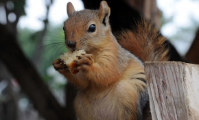 Ormanda buldukları sincap yavrusu ailenin yeni üyesi oldu