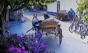 Atlar kontrolden çıktı, fayton yola devrildi