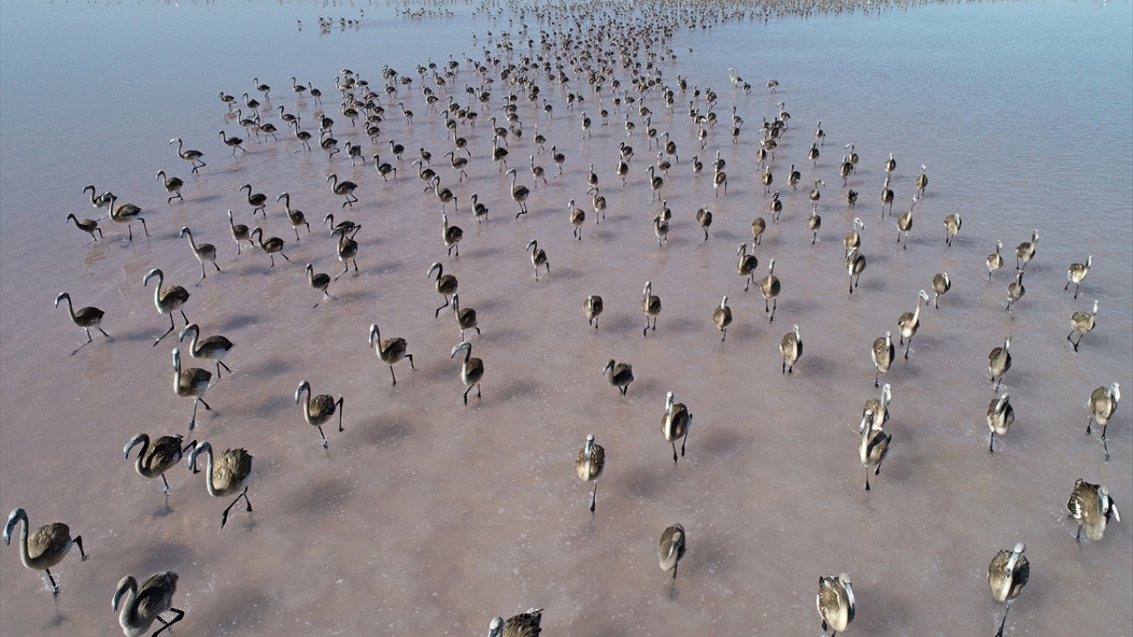 Türkiye`de allı turna adıyla bilinen flamingoların yaşamlarındaki en önemli durak, tuzlu sulak alanlar.