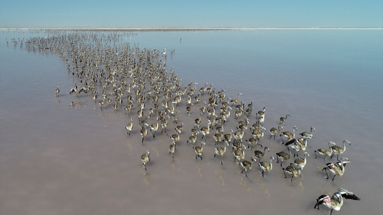 Akdeniz havzası içindeki en önemli kuluçka alanlarının birisi de Tuz Gölü.