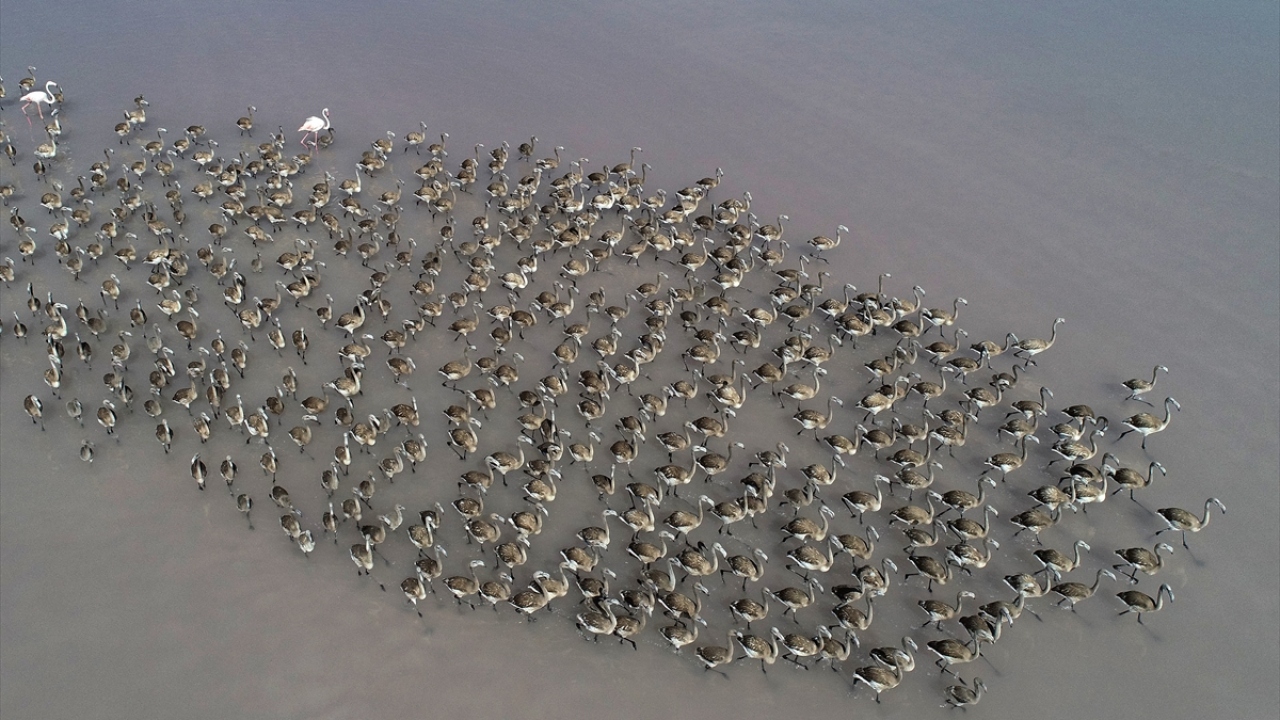 Üreme alanında çok seçici olan flamingolar, Akdeniz Havzası`nda özellikle, Aksaray`ın Eskil ilçesi sınırlarında yer alan Tuz Gölü`nün güneyini seçiyor.