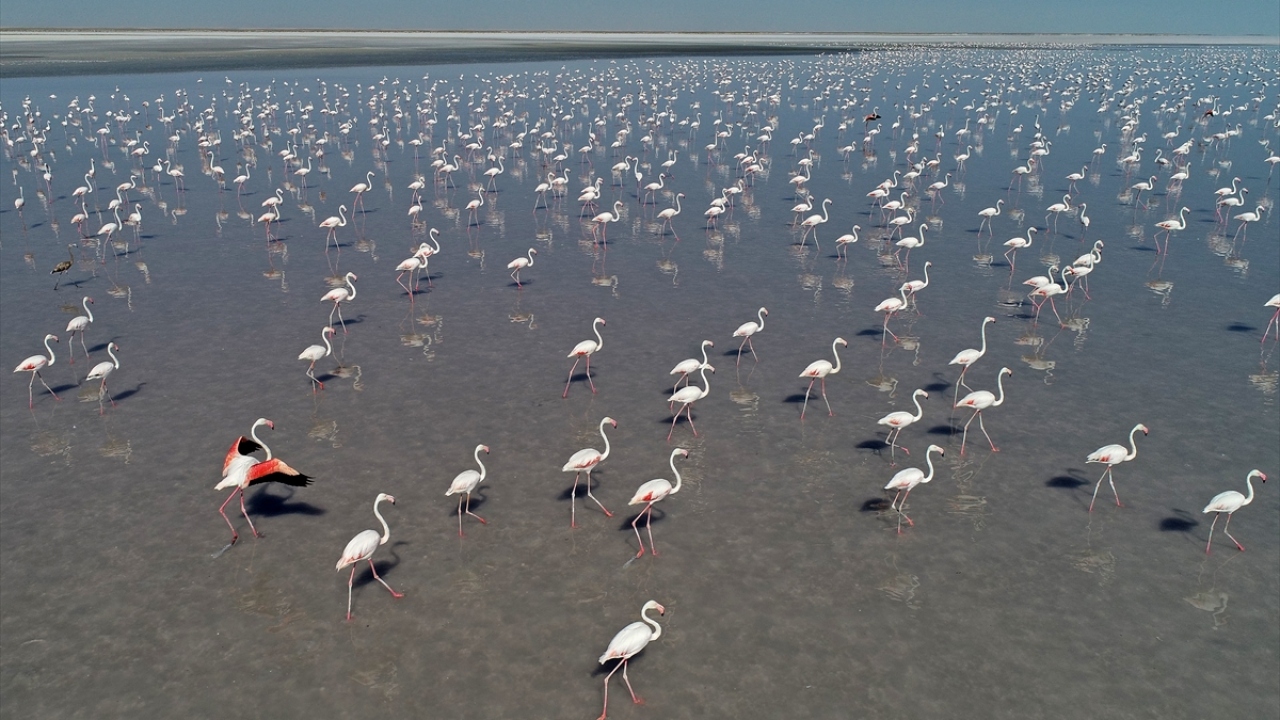 Tuz Gölü`nün güneyinde kuluçkadan çıkan binlerce flamingo yavrusu, el değmemiş doğasıyla dikkati çeken bölgeyi adeta "flamingo cenneti"ne dönüştürdü.
