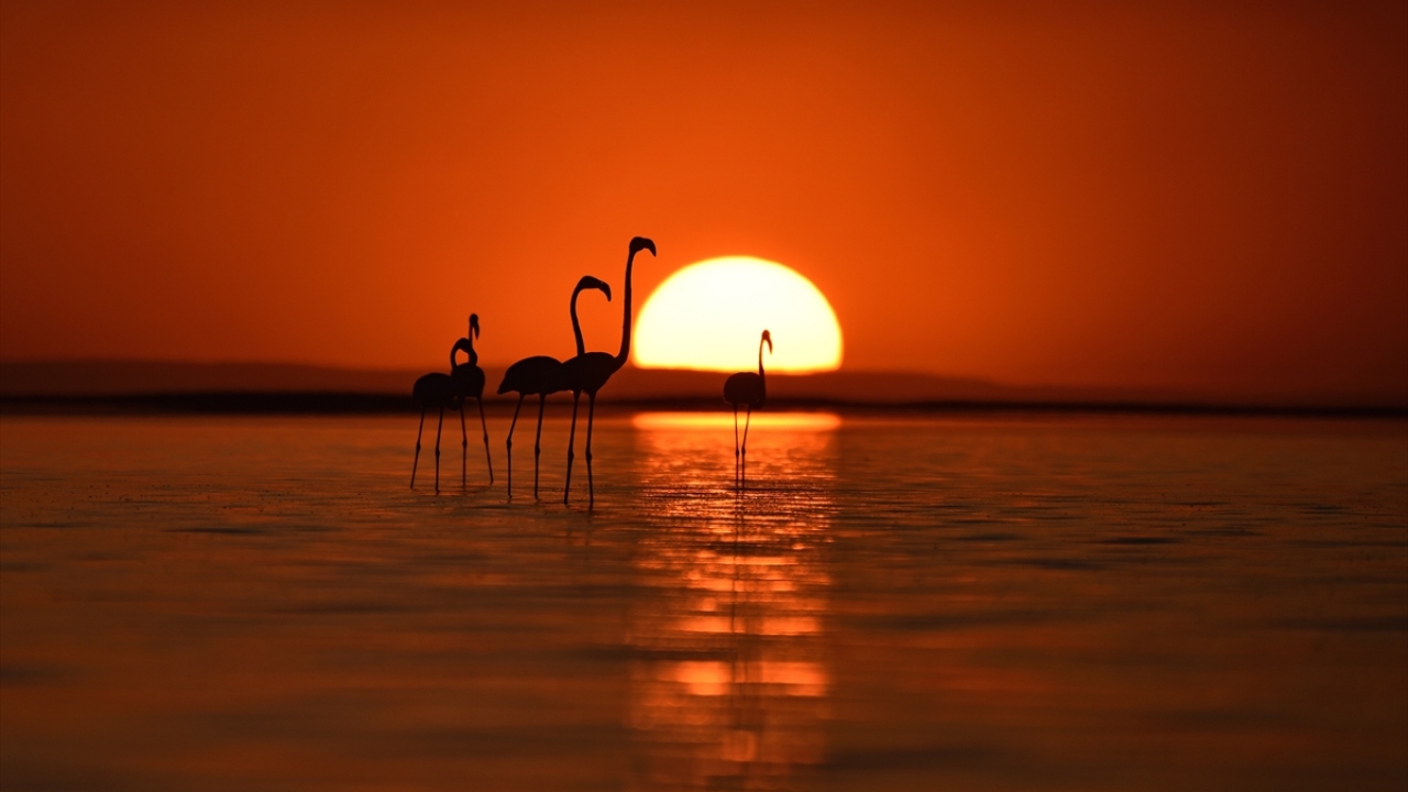 Tuz Gölü`ndeki flamingolar üzerine doktora tez çalışması bulunan, Doğa Koruma Merkezi Biyolojik Çeşitlilik Koruma Programı Koordinatörü Dr. Özge Balkız, flamingolar için Tuz Gölü`nün çok önemli bir yer olduğunu bildirdi.