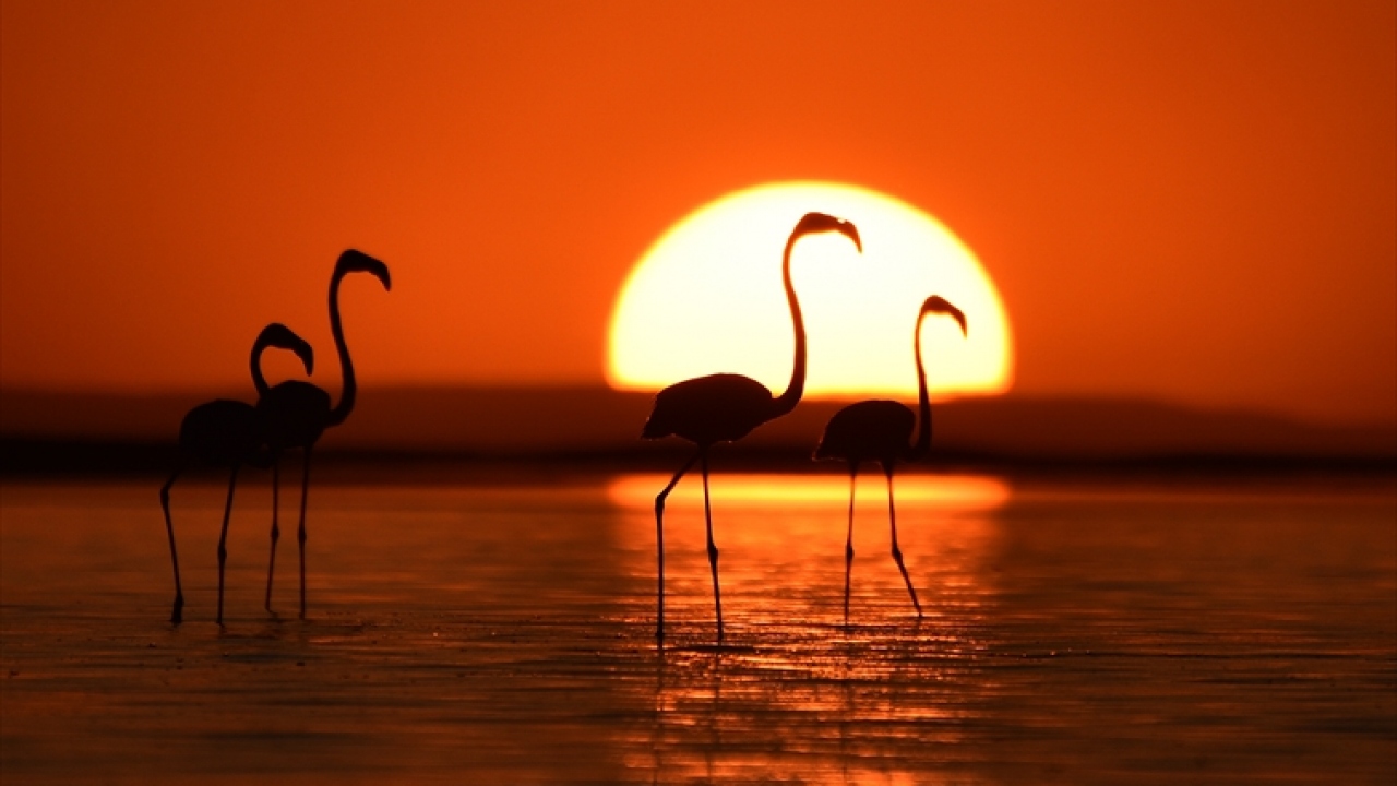 "Tuz Gölü insan faaliyetlerinden uzak ve korunaklı bir yer"