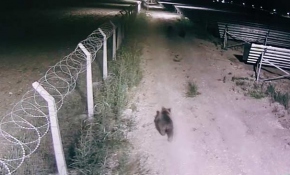 Ayılar yiyecek aramak için güneş santraline girdi