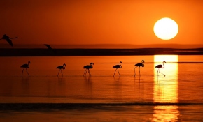 Kuluçkadan çıkan yavru flamingolar Tuz Gölü'nü renklendirdi