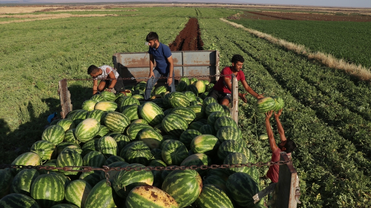 "Dönümde 10 ton hasat bekliyoruz."
