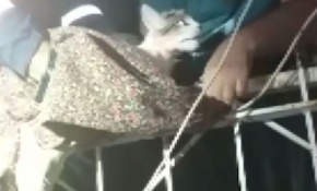 Korkuluk demirine saplanan kediyi itfaiye kurtardı