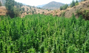 Diyarbakır’da 2 milyon 111 bin 50 kök kenevir ele geçirildi