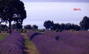 Burdur'un dağlarında mor şölen