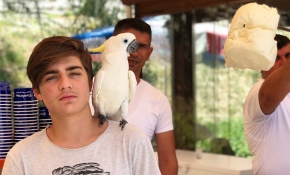 Papağanın dondurmacıyla imtihanı güldürdü