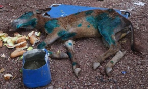 Yaralı eşeği halıya sarıp ölüme terk ettiler