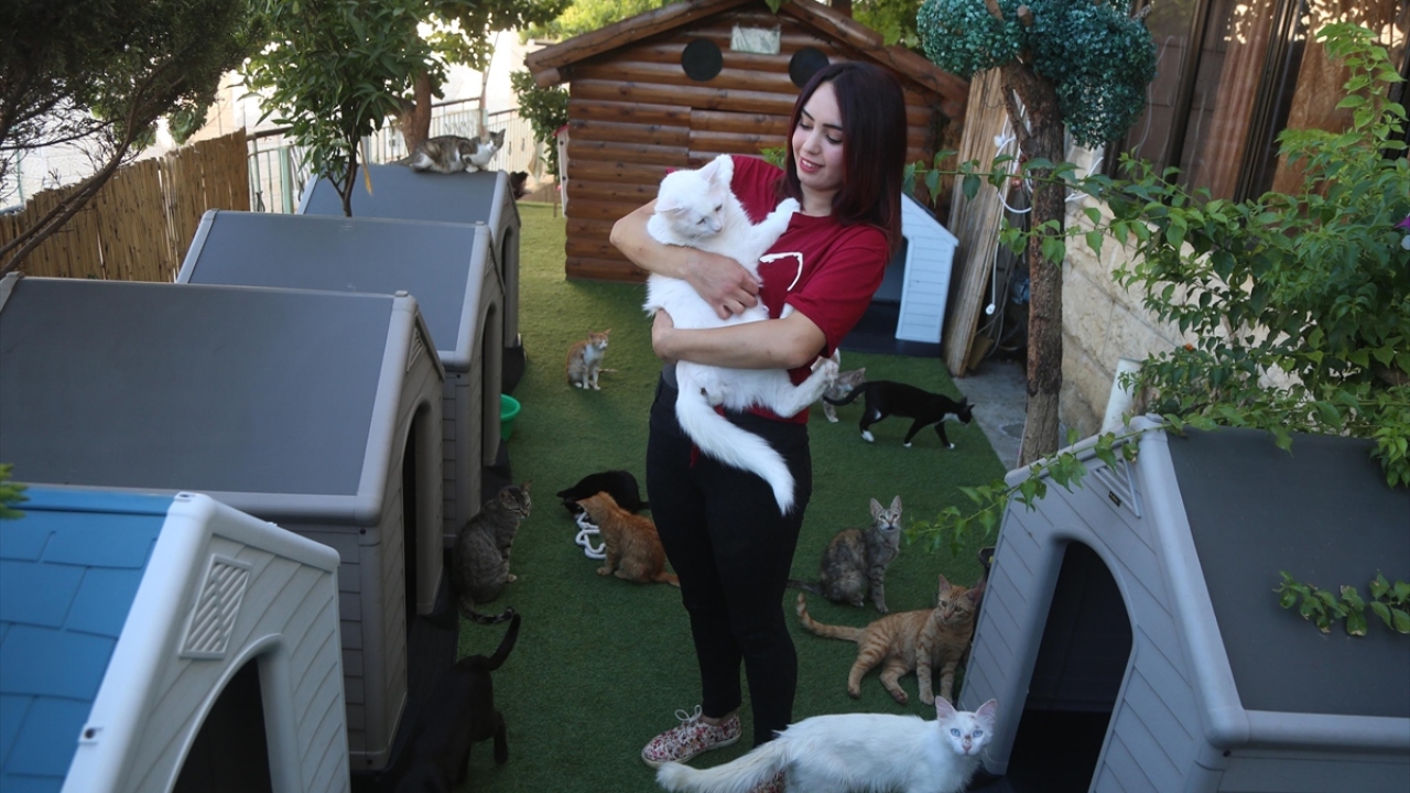 Filistin�de "Hiba�nın Barınağı" sokak kedileri için güvenli bir ev