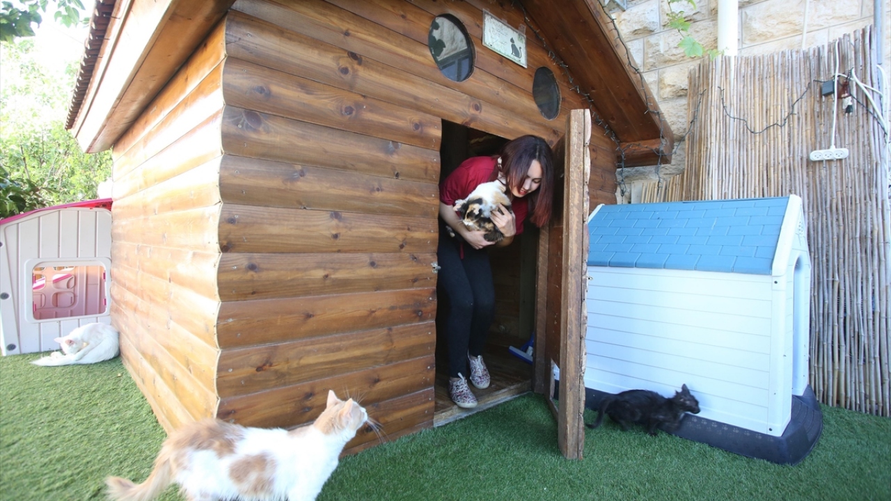 Filistin�de "Hiba�nın Barınağı" sokak kedileri için güvenli bir ev