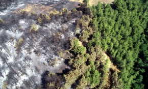 Son 10 yılda 66 bin hektar ormanlık alan yok oldu