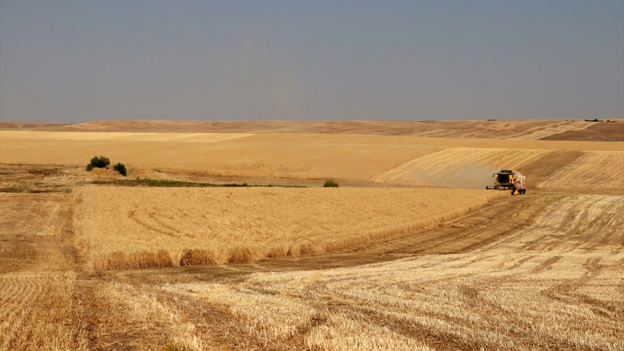 Tarlanın durumu ve ürün çeşidine göre buğdayda dekar başına 400-600, arpa da ise 400-550 kilogram verim elde eden çiftçiler, bu sayede yüksek gelir elde edecek.