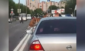 Rusya'da bir kaplan aniden yola atladı