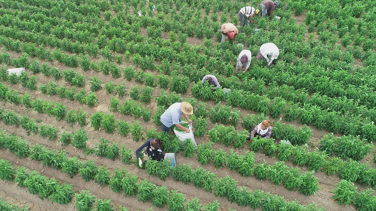 Karaağaçlı kadınlar, tarlada sıcağın altında 2 ay boyunca biber hasadı yapıyor. 