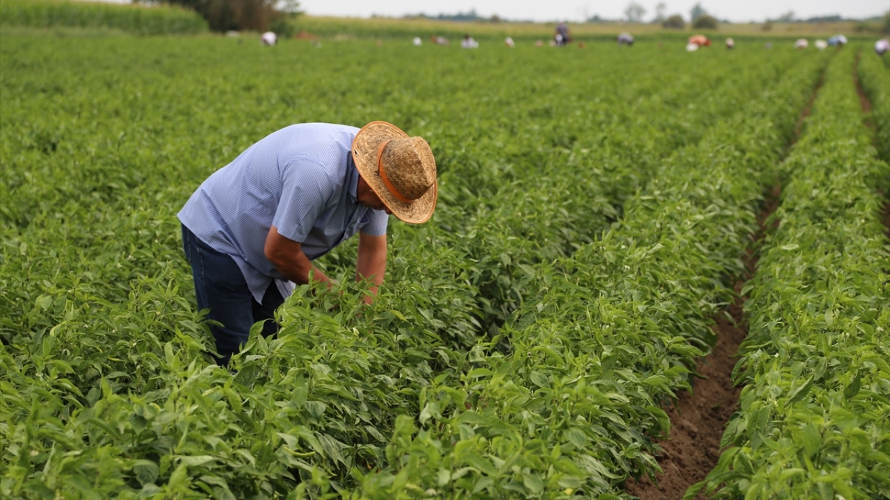 Edirne`deki ciğerciler derneği üyeleri de hasat mevsiminde zaman zaman tarlalardaki işçileri ziyaret ederek onlara moral veriyor.