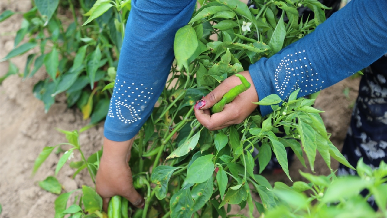 "Bu yıl verim çok iyi."