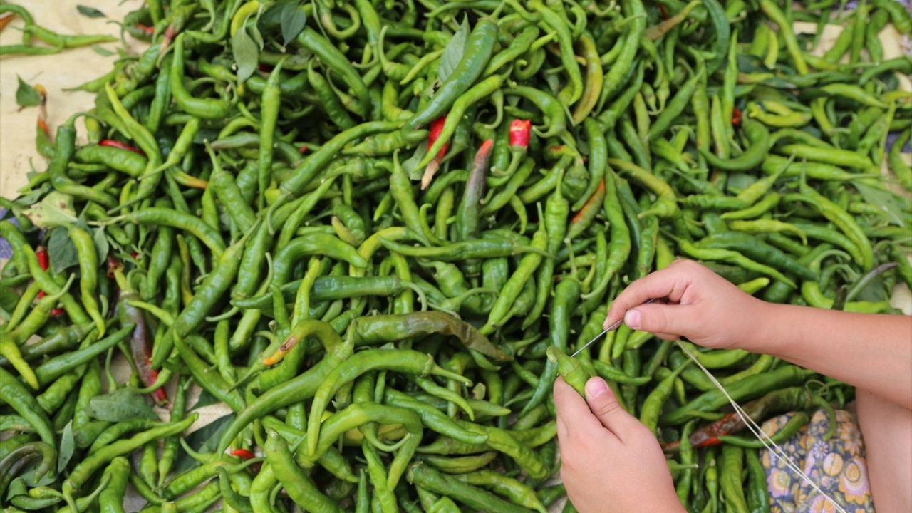 Hasat edilen biberler, yine kadınlar tarafından ciğercilere teslim edilmeden önce iplere diziliyor.