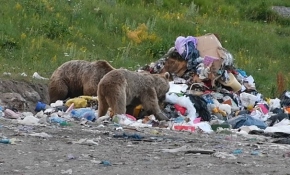 Bozayılarla özçekim için şehir çöplüğüne gittiler