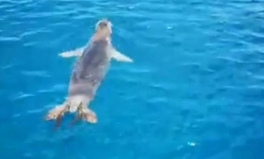 Teknedekilerin sevimli yol arkadaşı Akdeniz foku