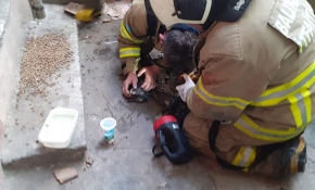 Yangında dumandan etkilenen kedi kalp masajıyla hayata döndürüldü