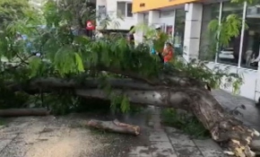 Aksaray'da şiddetli rüzgar ağacı yerinden söktü