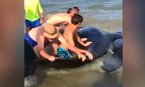 Balina kurtarma operasyonu böyle görüntülendi