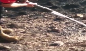 Yangında mahsur kalan kirpiyi itfaiye eri kurtardı