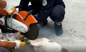 Ayağı zincire dolanan köpeği itfaiye kurtardı