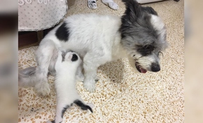 Yavru kediye annelik yapan köpek