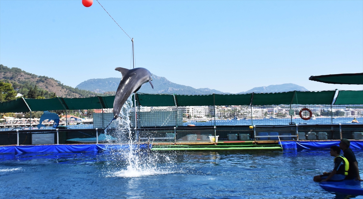 "Burada beş yunus var."