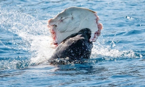 Kekova'da görülen Akdeniz fokunun balık keyfi