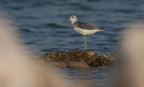 Yüzlerce kuş türüne ev sahipliği yapan Gediz Deltası