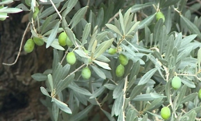 Mersin'deki bin 200 yıllık zeytin ağacı yeni yerinde meyve verdi