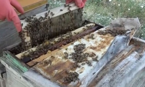 Arı zehri kozmetikten ilaç sanayisine birçok alanda kullanılıyor