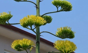 Agave bitkisi 20 yıl sonra çiçek açtı