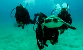 Dalgıçlara su altında carettalar eşlik ediyor