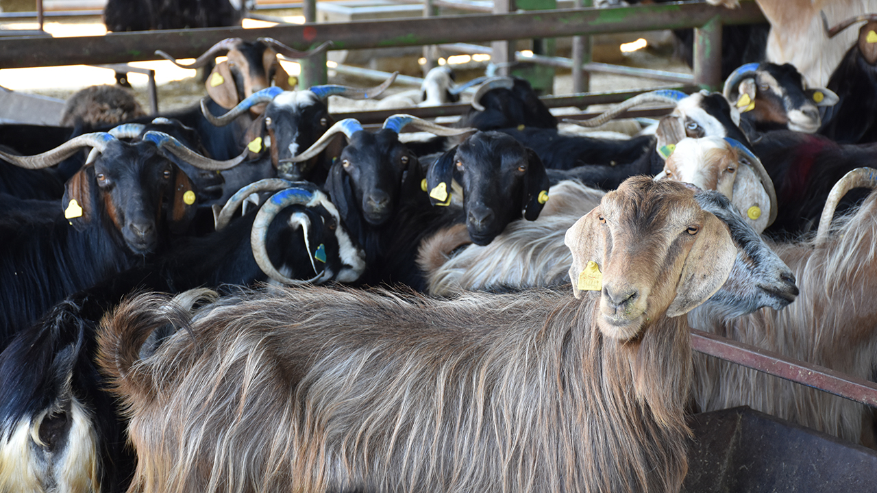 Fiyat artmadığı için bu yıl küçükbaş hayvan satışlarının hareketli olması bekleniyor.